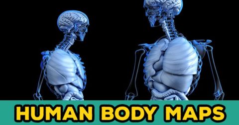 Human Body Maps - 4inlanyards blog